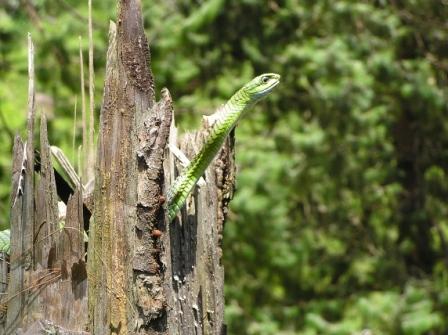 Snake Finished Swollowing A Bird