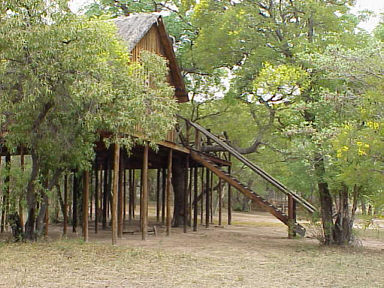 Tree Camp (2).jpg