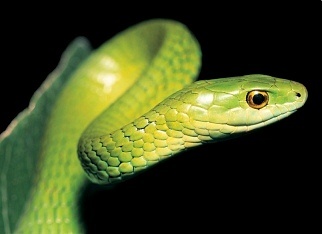 Natal Green Snake 1.jpg
