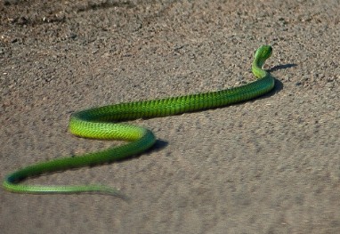 Natal Green Snake.jpg