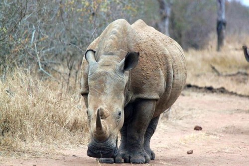 Rhino1.jpg