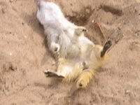 A sleeping meerkat