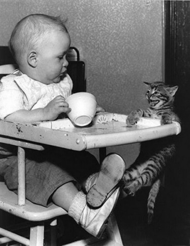 cat-feeding chair.jpg