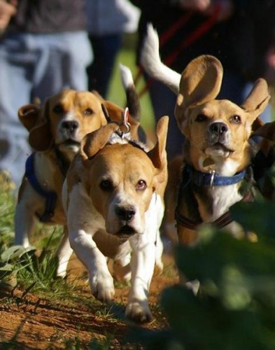 Beagles 2 03-08-08 (Medium).jpg