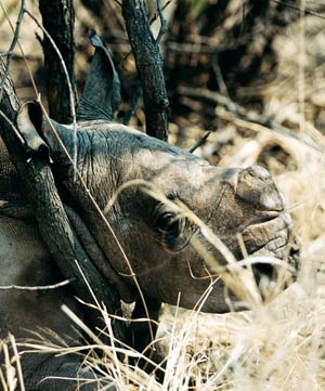 Rhino Calf.jpg