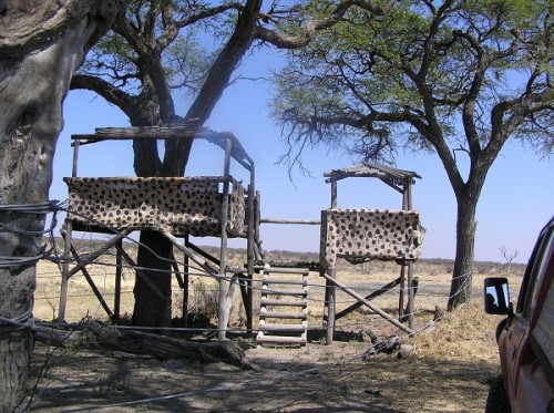 Bush Hide - There are a number of these hides located around the park. The lack of water in the water hole made the hide a tad boring. I imagine if there was water avaliable, there would be good reason to stick around at some of these hides a bit longer.