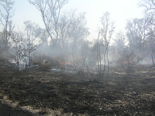 We finally caught up to the fire that had been burning through the park for weeks. It wasn't very bug therefor not any real danger to the bigger wildlife. Still it really eliminated any prospect of seeing an abundance of game. We saw Roan antelope - which was a surprise for them and us. Other then that the usual suspects were always ther. Elephant are very skittish and must be taken seriousy. We saw a lot of birds for the twitchers out there.