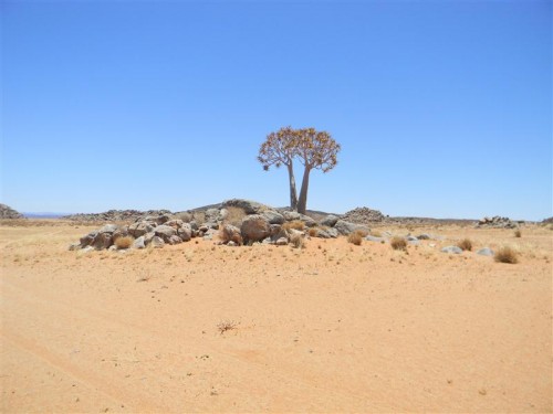 Namakwa  Namibia 2011 1626 (Medium).JPG
