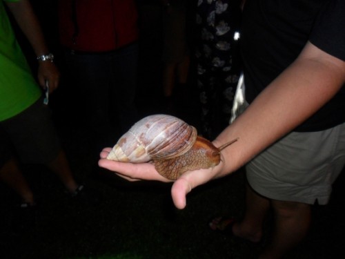 Snail 2.jpg