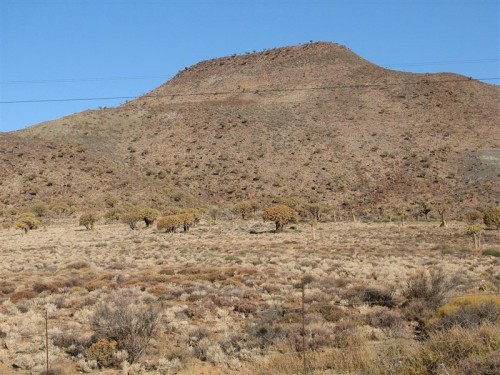 02 Kokerbome vir Afrika oppad na Loeriesfontein.JPG