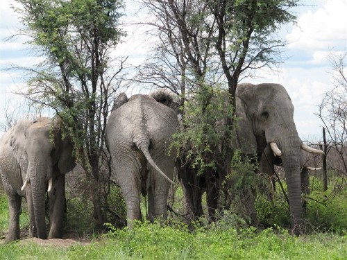 15 Reg langs die pad tussen Magadigadipanne en Maun.JPG