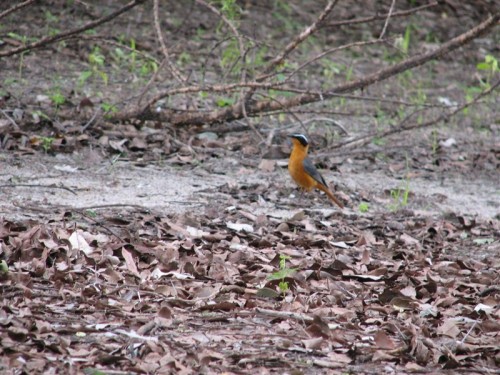 21 Okavango Delta vogel.JPG