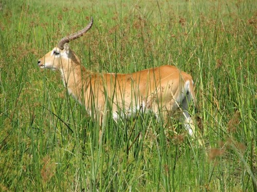 29 Moremi lechwe.JPG