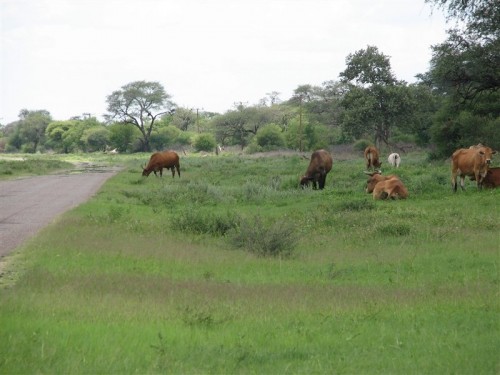 37 Botswana paaie met beeste kalwers donkies bokke mense en gate .JPG