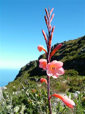 Gladiola