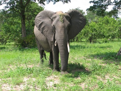 47 Caprivi olifant skrikwekkend naby .JPG
