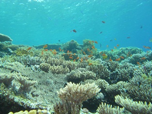 RedSea (772).JPG