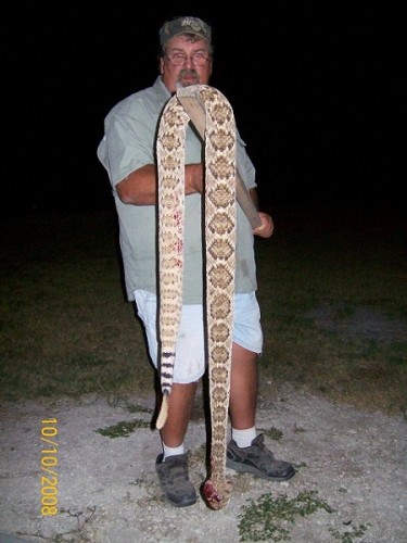 huge_diamondback_rattlesnake_del_rio_texas.jpg