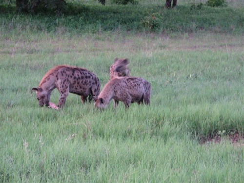 78 Chobe deurrit gevlekte familie .JPG