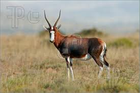 blesbok.jpg