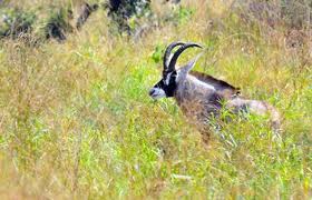roan antelope.jpg