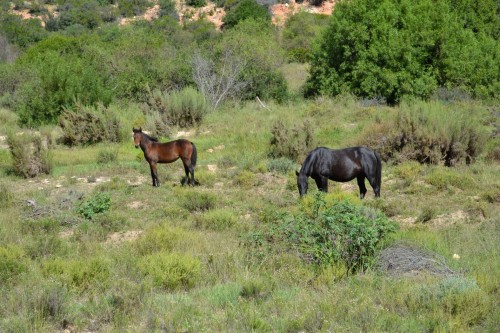 free roaming horses