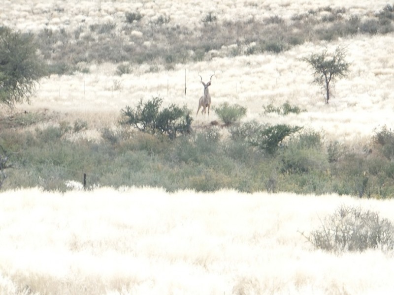 kudu.JPG