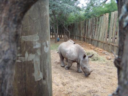 rhinos 2.jpg