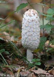 ink cap.jpg