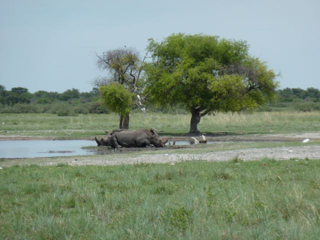 Rhinos at Khama