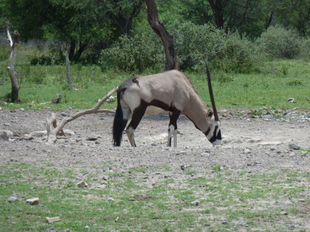 Gemsbok