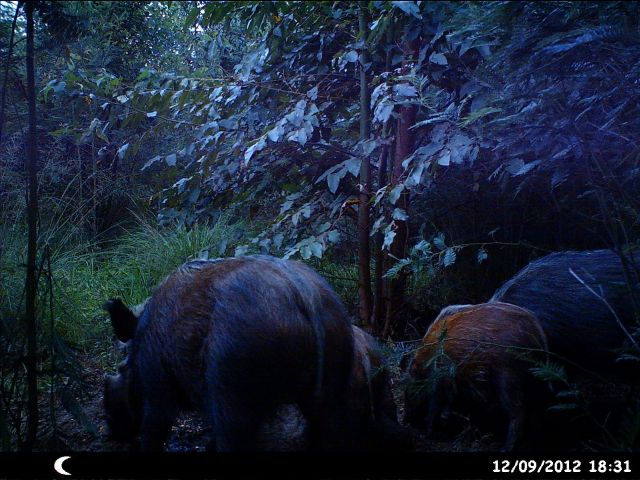 trailcam4.jpg