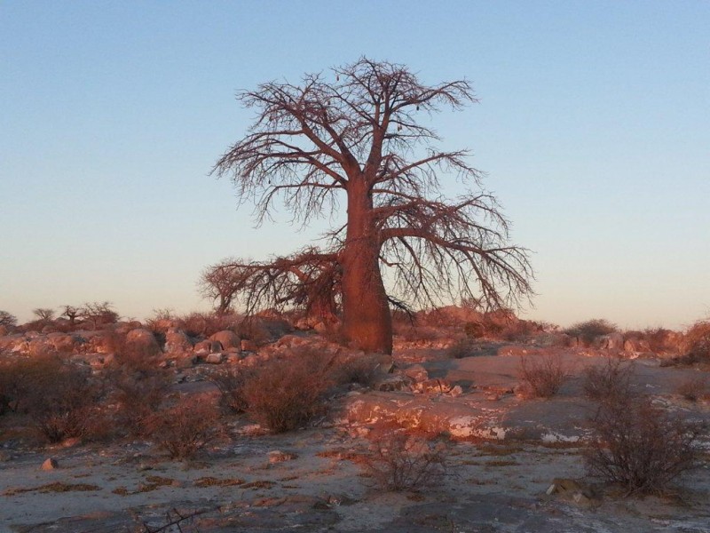 Botswana Trip 053 2.jpg