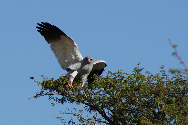 Pale chanting goshawk.jpg