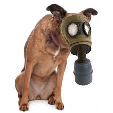canine gas mask.jpg