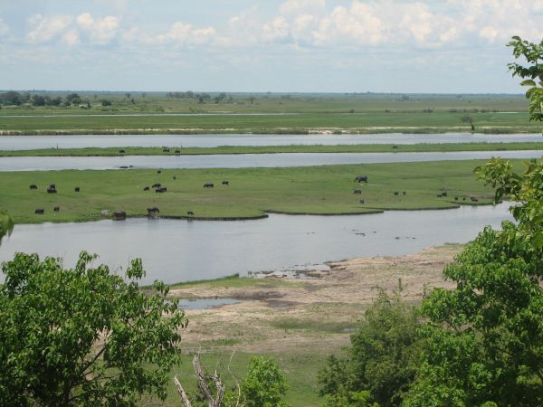 Chobe12.jpg