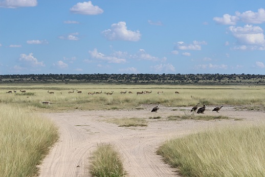 The water hole at Mpaye Pan