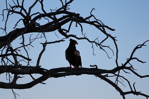 The Bateleur nest is in the tree close to our camp. They came visiting very often.