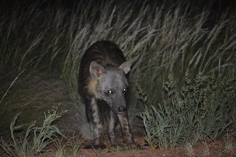 This brown hyena came for a visit every evening and would walk within 4 meters of our chairs