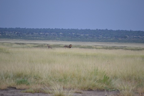 Lions at the water hole