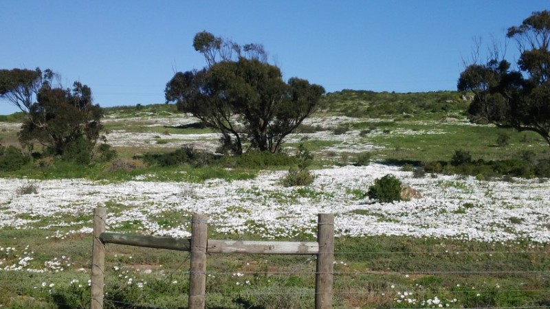 Langebaan flowers