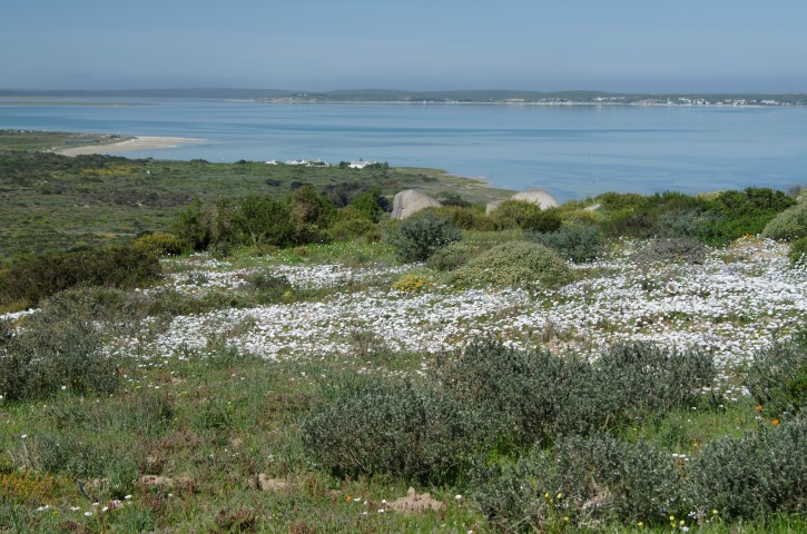 Langebaan Flowers