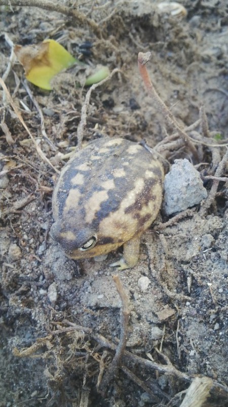 Cape Rain Frog