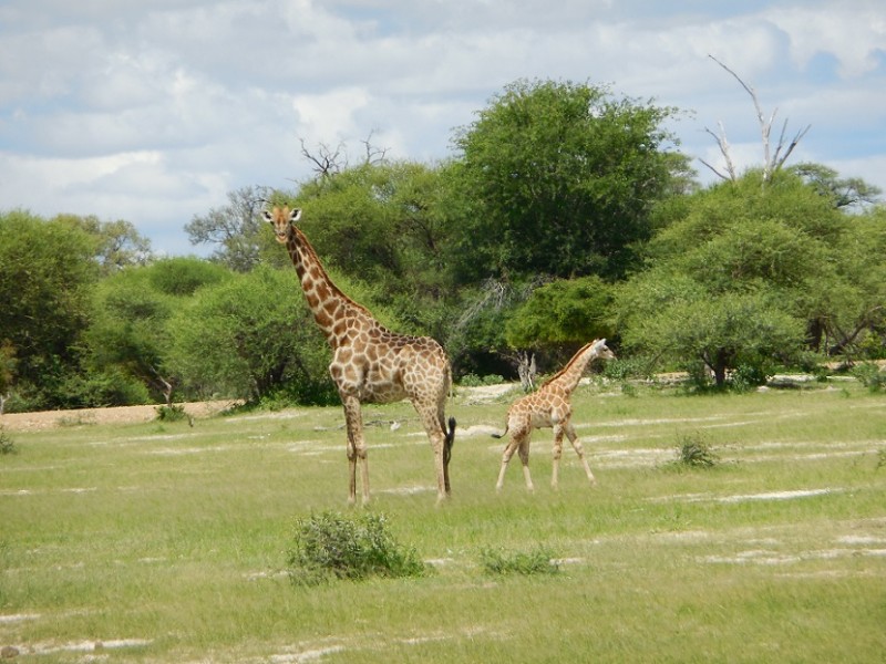 Botswana 2014 (509)small.jpg