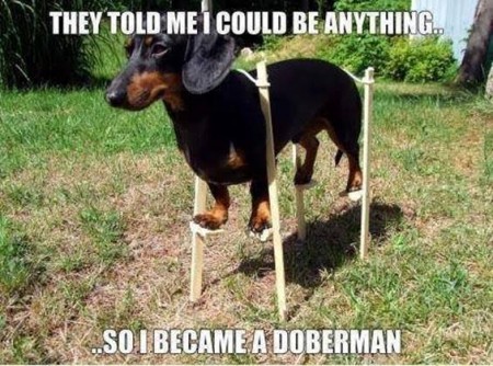 doberman.jpg