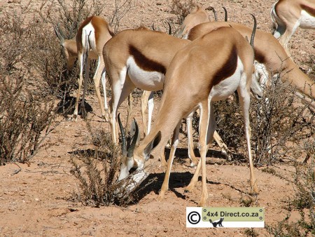 Springbok