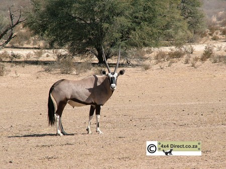 Gemsbok