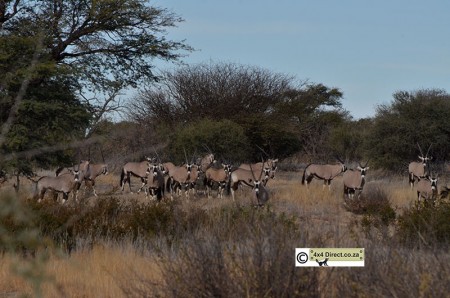 Gemsbokke