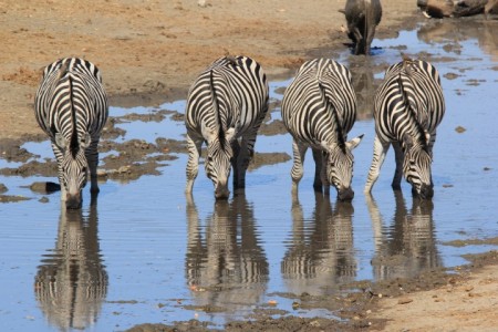 Zebras1.jpg