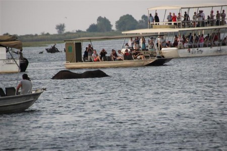 olifant in die chobe te veel mense daar deesdae